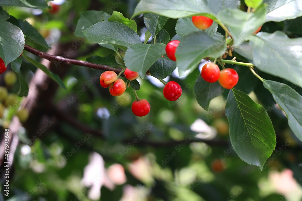 Cherries growing on a tree. Selective focus.