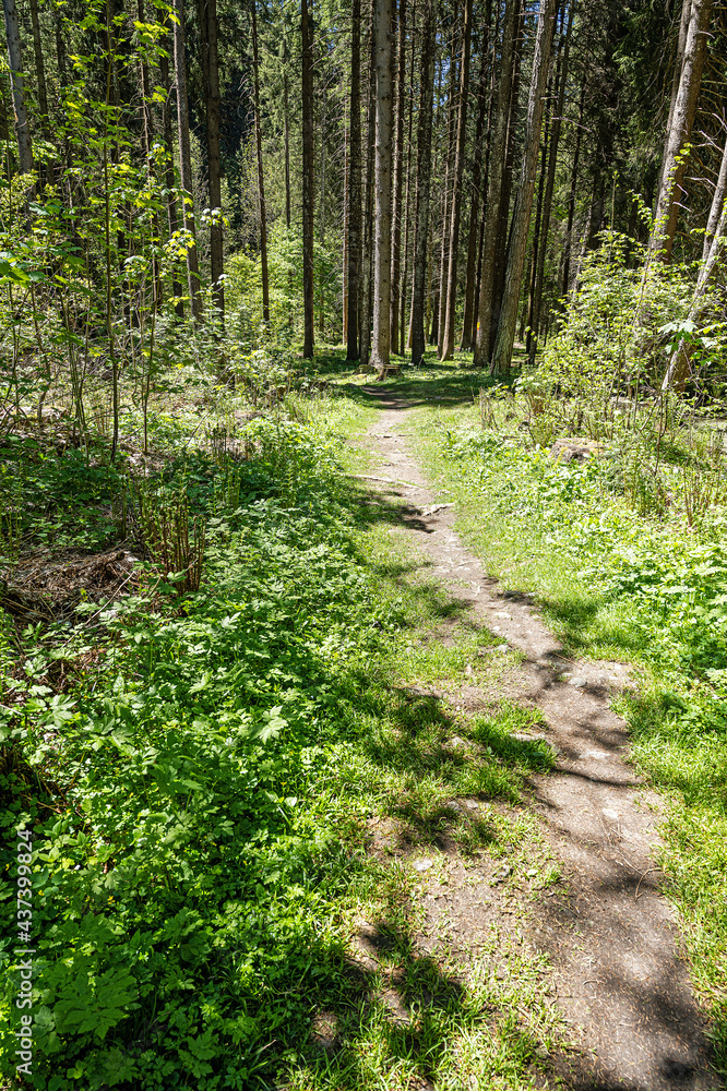 Fototapeta premium Waldweg unterhalb des Dorfes Blatten, Goms, Kanton Wallis, Schweiz