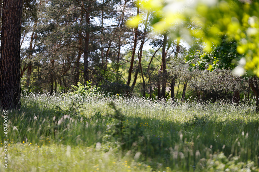 Obraz premium trees and flowers in nature reserve Gonsenheimer Sand Germany