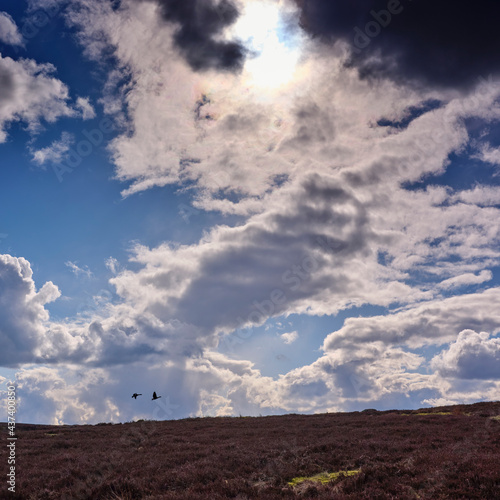 Under a dramatic April sky, two silhouetted geese fly low over North Yorkshire moorland in April © Fencewood studio