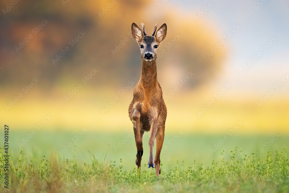 Fast roe deer, capreolus capreolus, buck coming closer in green summer nature. Front view of a mammal with antlers and brown fur jumping on a hay field with blurred background. Fast roe deer, capreolus capreolus, buck coming closer in green summer nature. Front view of a mammal with antlers and brown fur jumping on a hay field with blurred background.