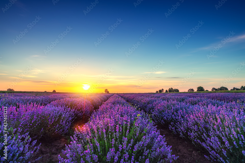 Fototapeta premium Lavender flower in the field panoramic view