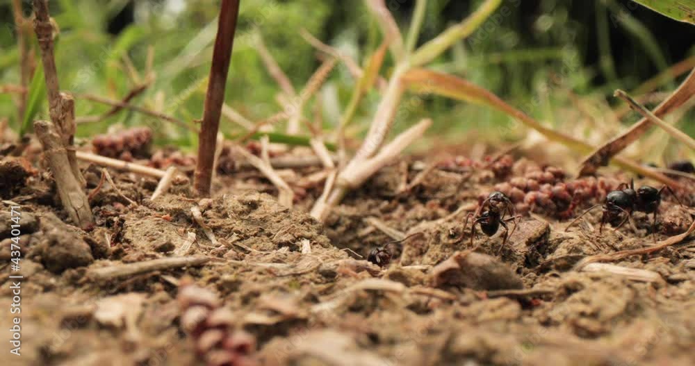 Ants moving around the nest and climbing on dry straw yarn and grass leaves Ants moving around the nest and climbing on dry straw yarn and grass leaves