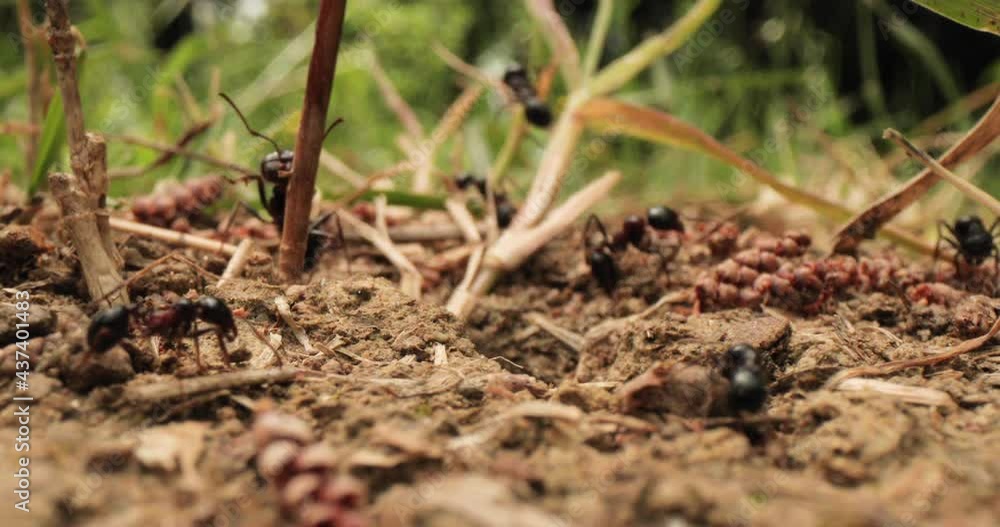 Ants moving fast around nest over soil and through grass leaves Ants moving fast around nest over soil and through grass leaves
