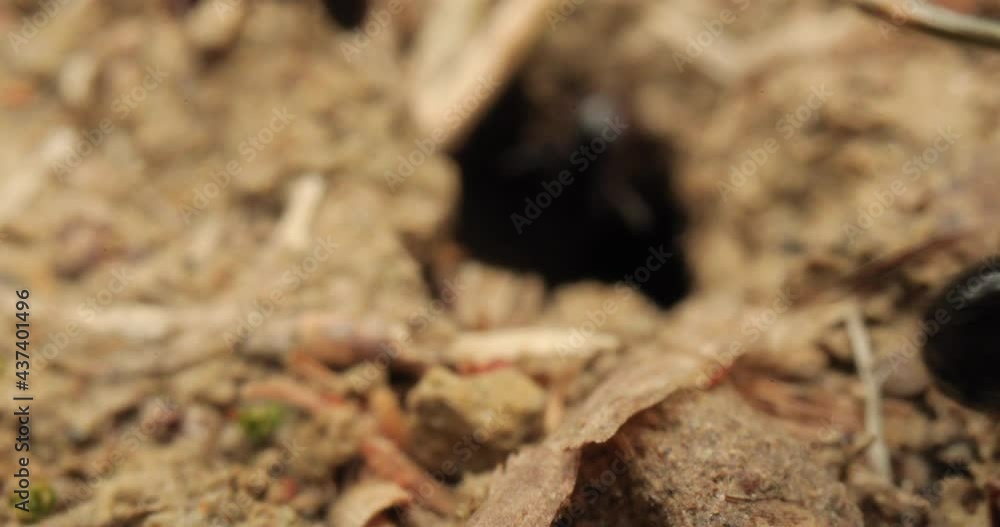 Big black ants leaving the nest and moving fast to find food, macro shot Big black ants leaving the nest and moving fast to find food, macro shot