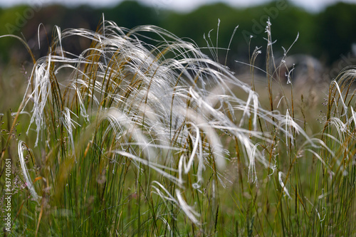 Feather grass Stipa pennata in nature reserve Mainz Germany