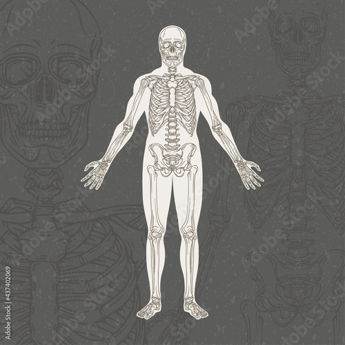 Human skeleton hand drawn vector illustrations set. Part of human skeleton graphic.