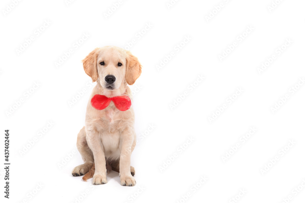 A cute funny puppy of Golden Retriever in red tie sits on an isolated white background and looks at the camera. High quality banner with Labrador and copy space A cute funny puppy of Golden Retriever in red tie sits on an isolated white background and looks at the camera. High quality banner with Labrador and copy space