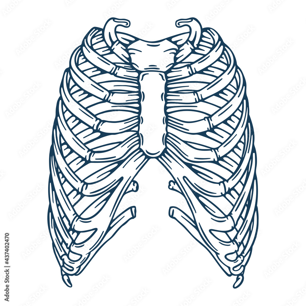 Human ribs. Human rib bones hand drawn vector illustration. Part of