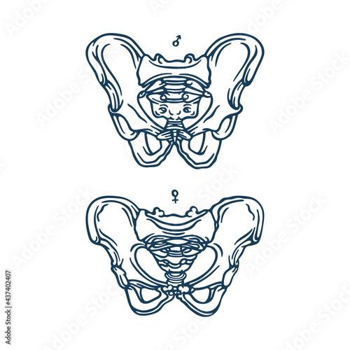 Pelvis. Male and female pelvis bones hand drawn vector illustration. Part of human skeleton graphic.