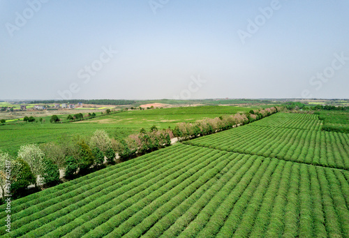 green tea plantation