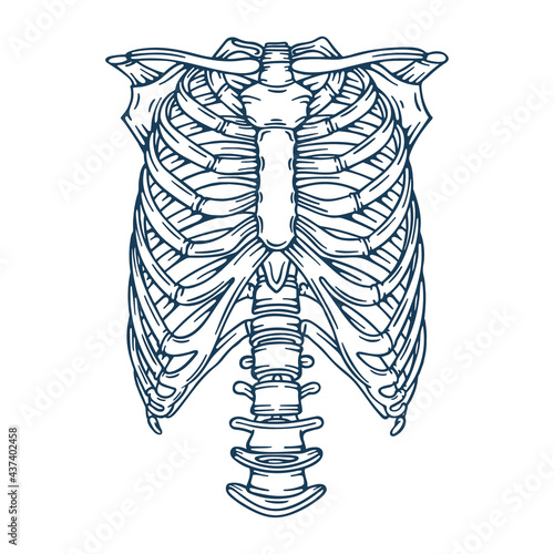 Human ribs. Human rib bones hand drawn vector illustration. Part of human skeleton graphic.