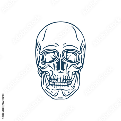 Human skull hand drawn vector illustration. Part of human skeleton graphic.