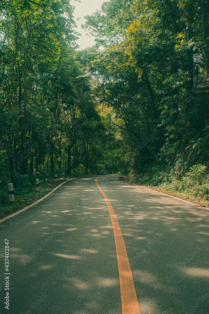 Fototapeta premium Road with green forest nature on both sides and bright sunlight