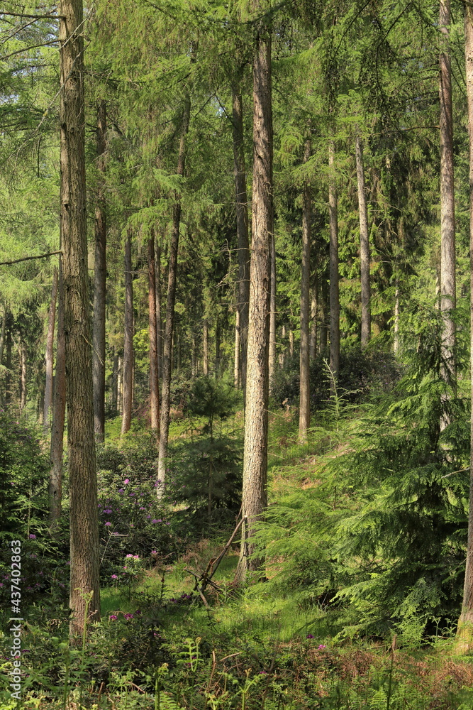 Pine forest in England Pine forest in England