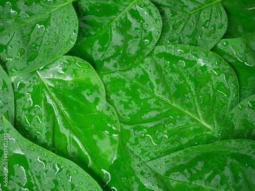 Fresh leaves with rain drops. Abstract background. Organic texture. 