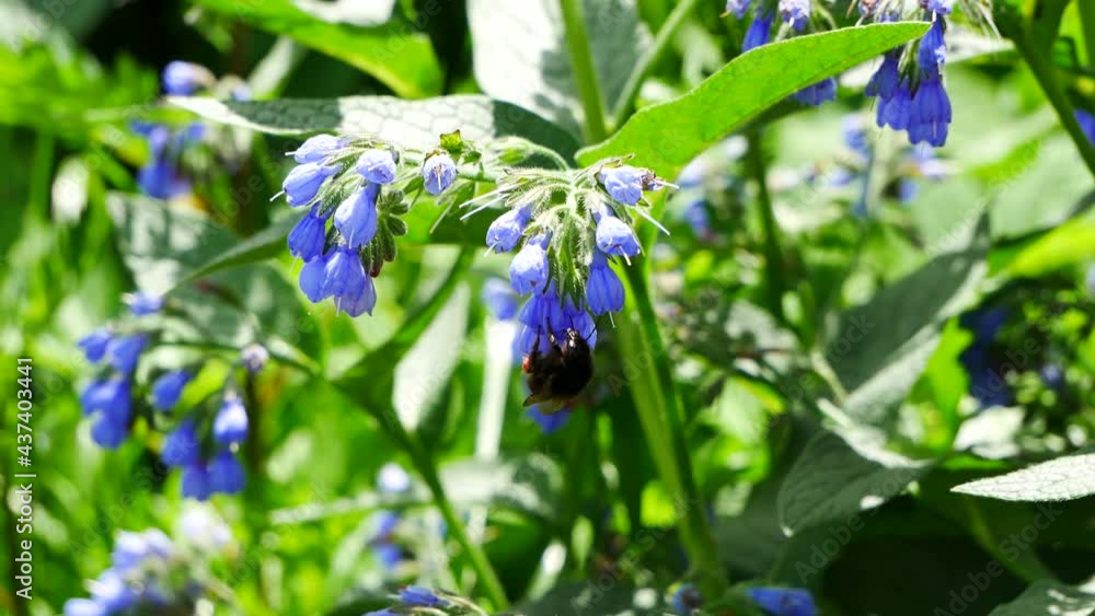 Bumblebee eats nectar on a blue flower. Bumblebee eats nectar on a blue flower.