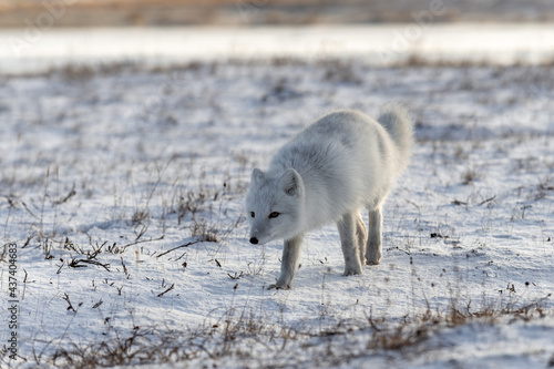 Arctic fox (Vulpes Lagopus) in winter time in Siberian tundra