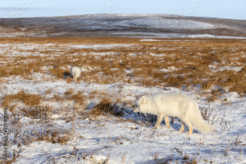 Arctic fox  Vulpes Lagopus  in wilde tundra. Arctic fox on the beach.