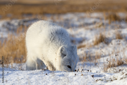 Arctic fox (Vulpes Lagopus) in wilde tundra. Arctic fox on the beach.