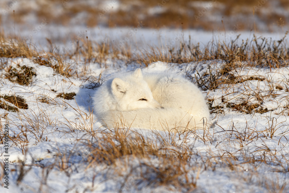 Arctic fox (Vulpes Lagopus) in wilde tundra. Arctic fox lying. Sleeping in tundra. Arctic fox (Vulpes Lagopus) in wilde tundra. Arctic fox lying. Sleeping in tundra.