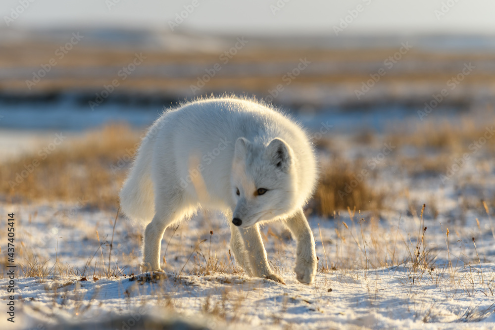 Arctic fox (Vulpes Lagopus) in winter time in Siberian tundra