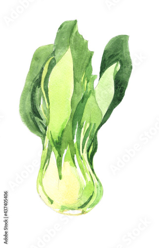 Green china cabbage isolated on white background botanical illustration for all prints. Foog pattern. photo