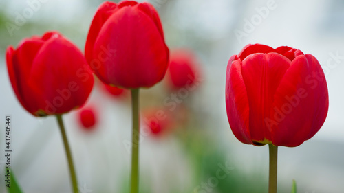 Tulipa. red tulips. beautiful flowers blooming in spring on a flower bed in the garden. delicate red tulips. floral holiday background. spring flowers  a gift to your girlfriend  close-up  bokeh.