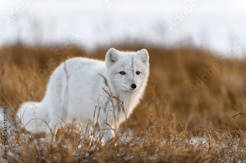 Canvas Print Arctic fox (Vulpes Lagopus) in winter time in Siberian tundra