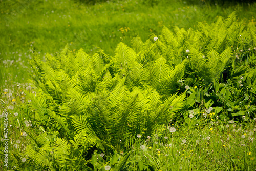 Beautyful ferns leaves green foliage natural floral fern background in sunlight. natural landscape, design. fern in a garden, park or forest. green background