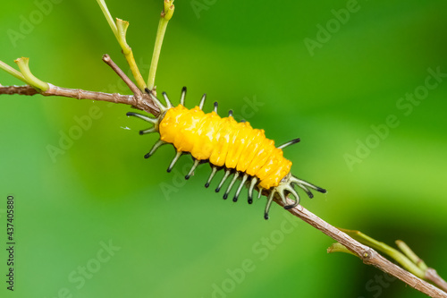 Yellow caterpillar perching on a perch © phichak