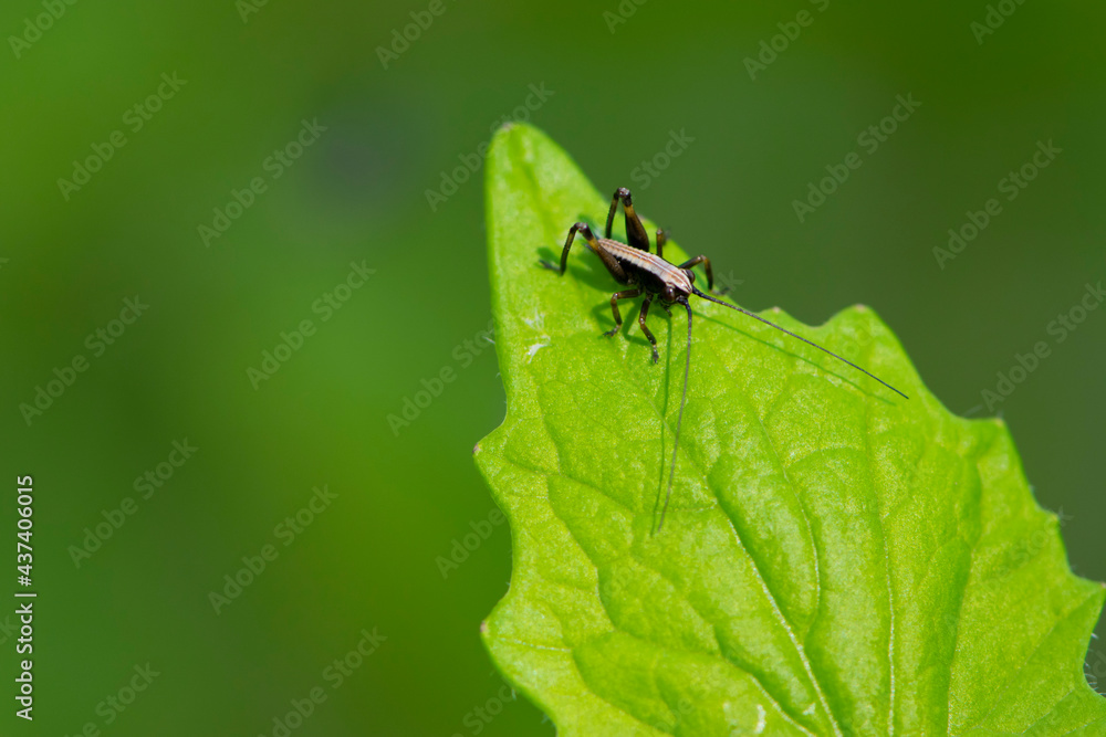 Tettigonioidea. insect sits on a leaf. small grasshopper sits on a twig on a green background. The green female grasshopper sits right on the grass in the meadow and is well camouflaged. close-up Tettigonioidea. insect sits on a leaf. small grasshopper sits on a twig on a green background. The green female grasshopper sits right on the grass in the meadow and is well camouflaged. close-up