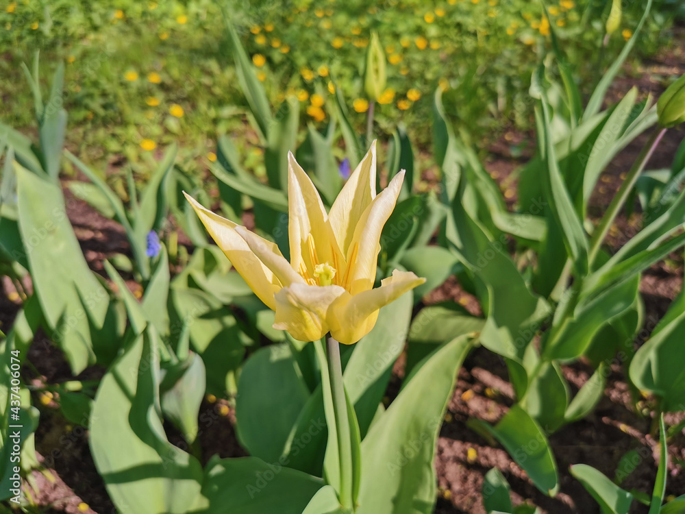 .Yellow and white holly tulip in a flower bed on a sunny spring day. The festival of tulips on Elagin Island in St. Petersburg.. .Yellow and white holly tulip in a flower bed on a sunny spring day. The festival of tulips on Elagin Island in St. Petersburg..