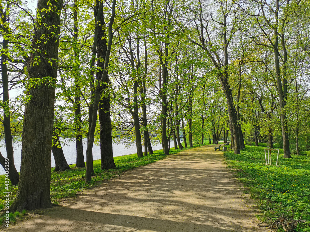 A deserted road with benches among the trees, running along the river bank, on a sunny spring morning in a park on Elagin Island in St. Petersburg.