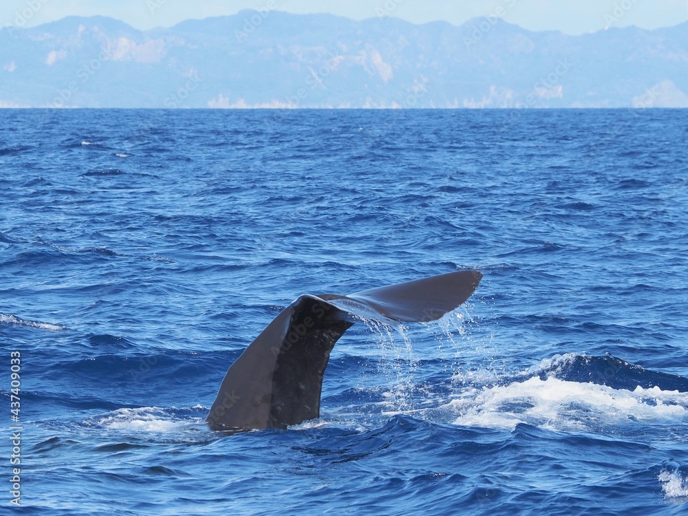 Fototapeta premium Sperm whale