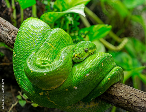 Close-up view of a green tree python (Morelia viridis) photo