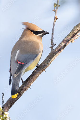 Cedar Waxwing