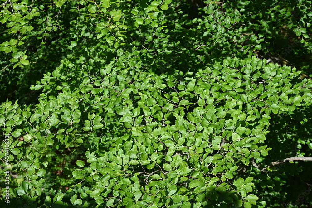 Heringsdorf, Usedom, Baumwipfelpfad Heringsdorf, Usedom, Baumwipfelpfad