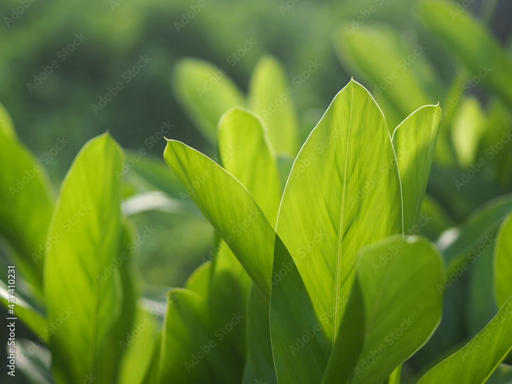 Obraz premium Closeup nature view of green leaf in garden at summer under sunlight. Natural green plants landscape using as a background or wallpaper.