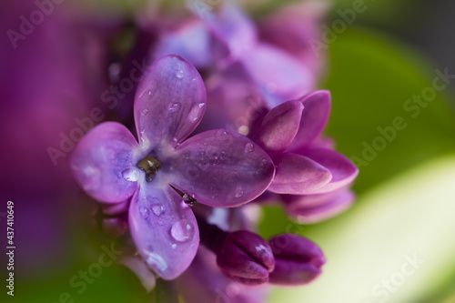 Lilac macro background. Beautiful purple flowers water droplets close-up. Selective focus  blurred foliage background. The concept of freshness  spring flowering  romance. The tenderness of nature.