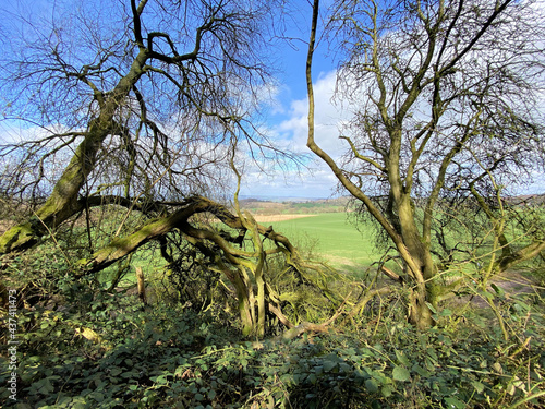 A view of the Cheshire Countryside around Bickerton on a sunny spring afternoon photo