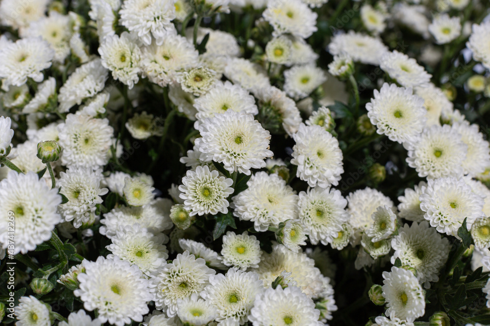 flowers chrysanthemum calimero snow santini close-up macro flowers chrysanthemum calimero snow santini close-up macro