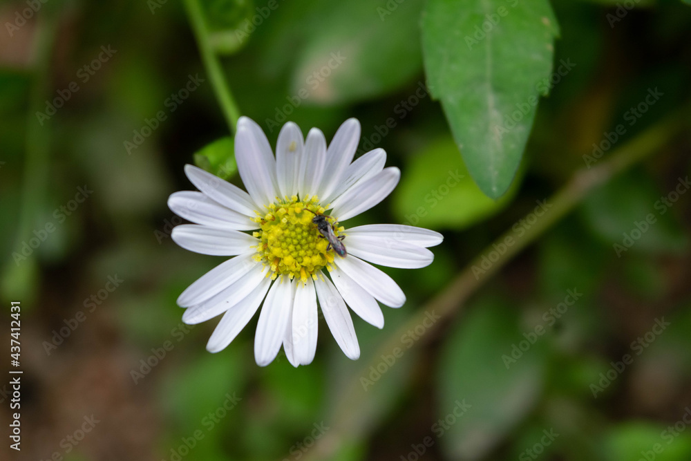 Obraz premium flower