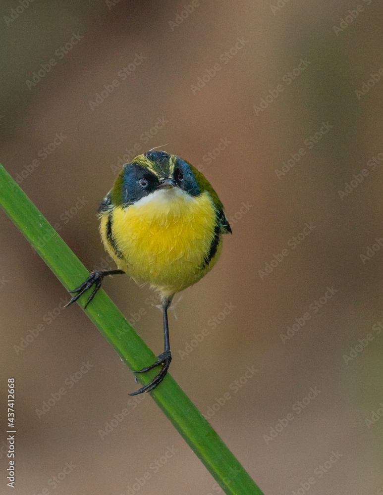 Obraz premium front portrait of a many colored rush tyrant