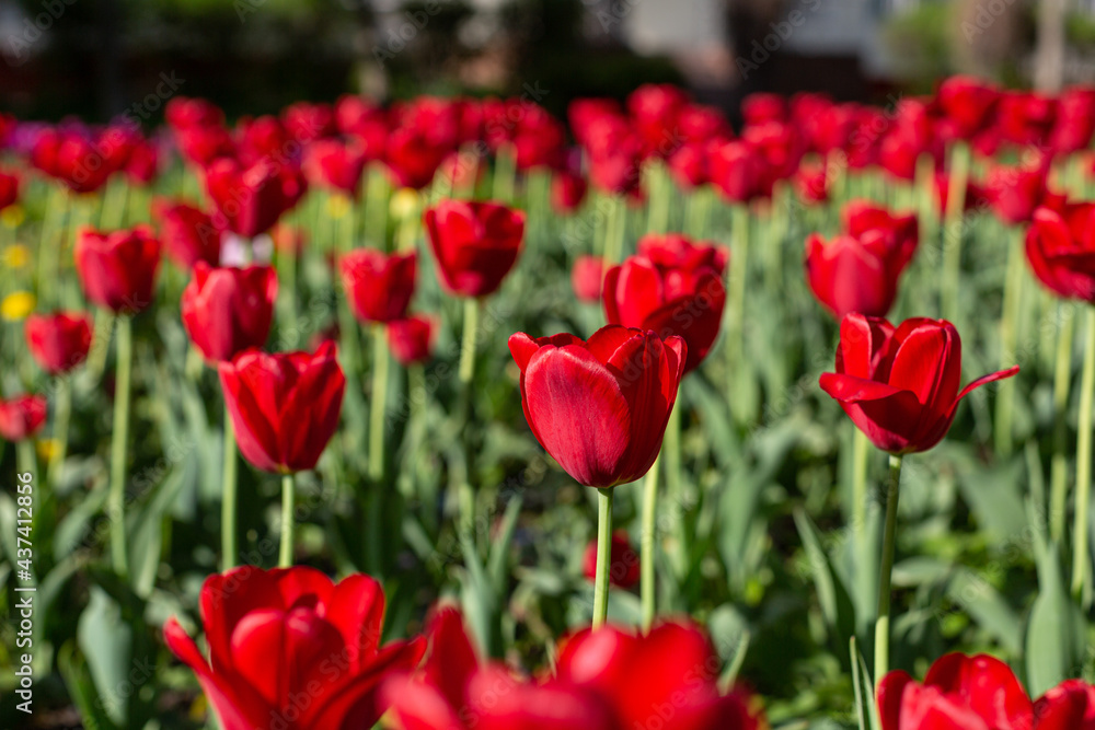 red tulips in the morning sunlight large flowerbed