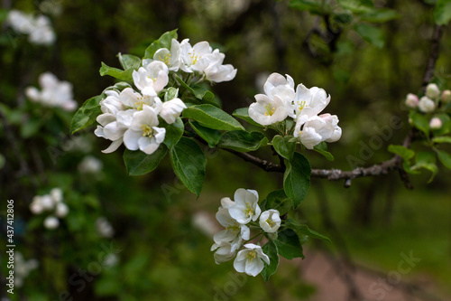 branches of a blooming apple tree in the sunlight white flowers