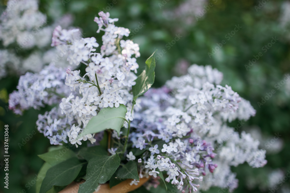 Lilac branch close-up. Many petals on the flower. The concept of spring flowering. Lilac branch close-up. Many petals on the flower. The concept of spring flowering.