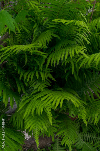Many green lush fern leaves