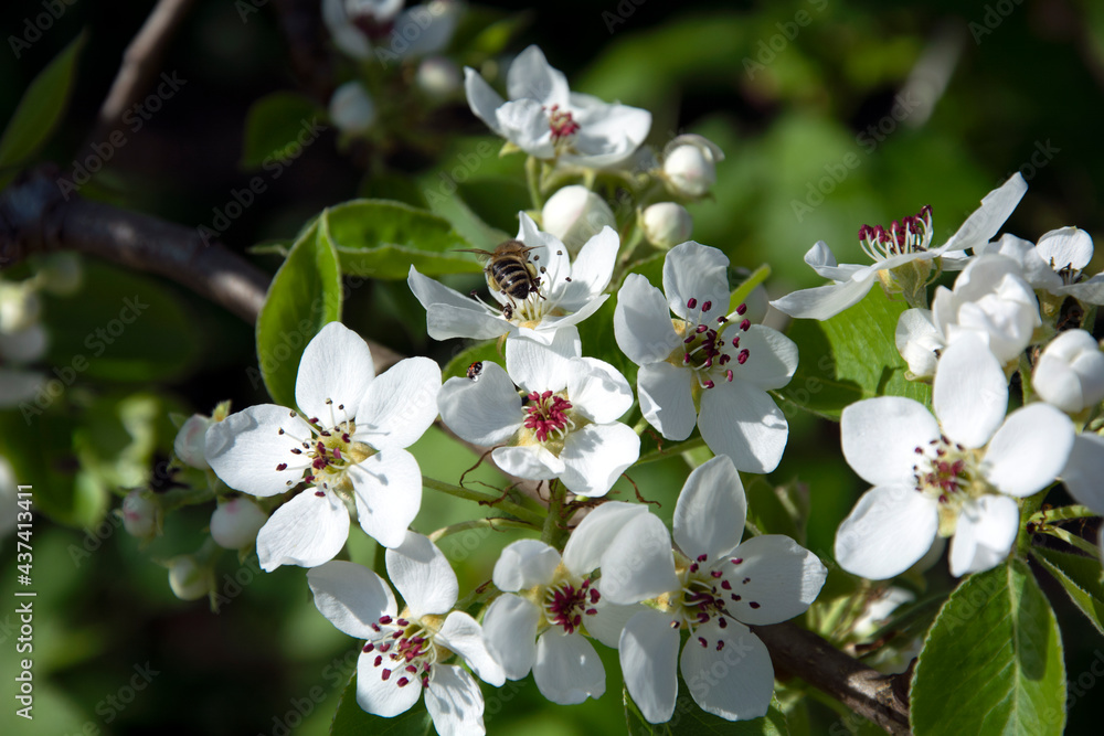 Pear flower close-up. The bee collects pollen. Fruit trees in early spring. Floral background. Pear flower close-up. The bee collects pollen. Fruit trees in early spring. Floral background.
