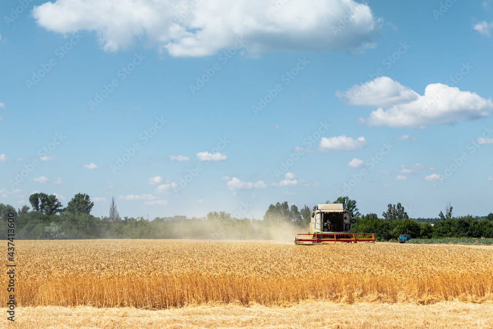Fototapeta premium Scenic front view Big powerful industrial combine harvester machine reaping golden ripe wheat cereal field on bright summer or autumn day. Agricultural yellow field machinery landscape background